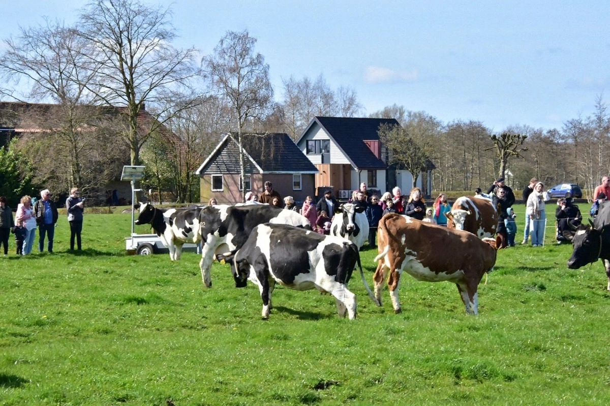 Koeiendans op zonnige Tweede Paasdag