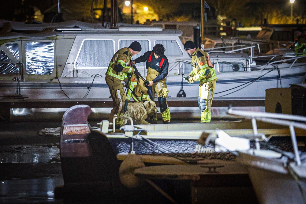 Brandweer redt hond uit ijskoud water bij jachthaven